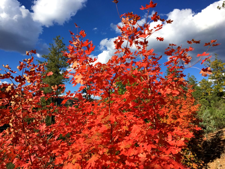 Red Maples in Strawberry