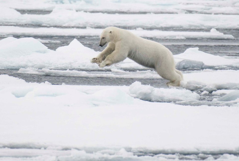 Polar bear jumping