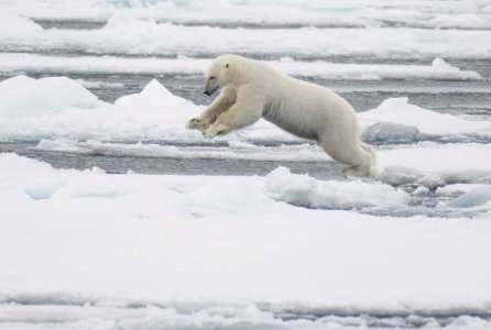 Polar bear jumping photo
