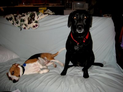 Dog Stare