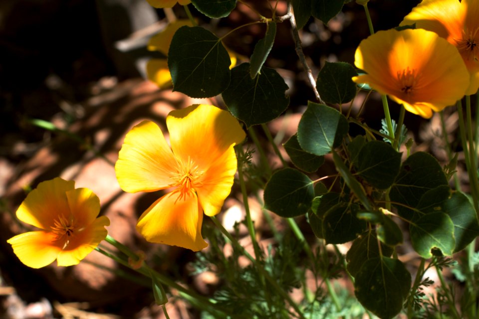 Poppies Under Aspen