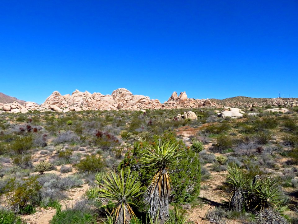 Mojave National Preserve in CA