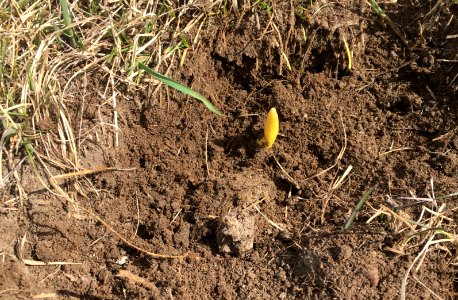 Bulb Spotting!