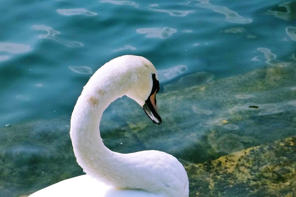 Bird feather water bird