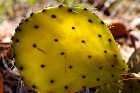 Translucent Cactus photo