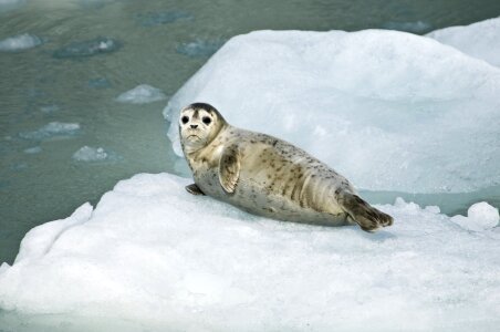 Ice ocean wildlife photo