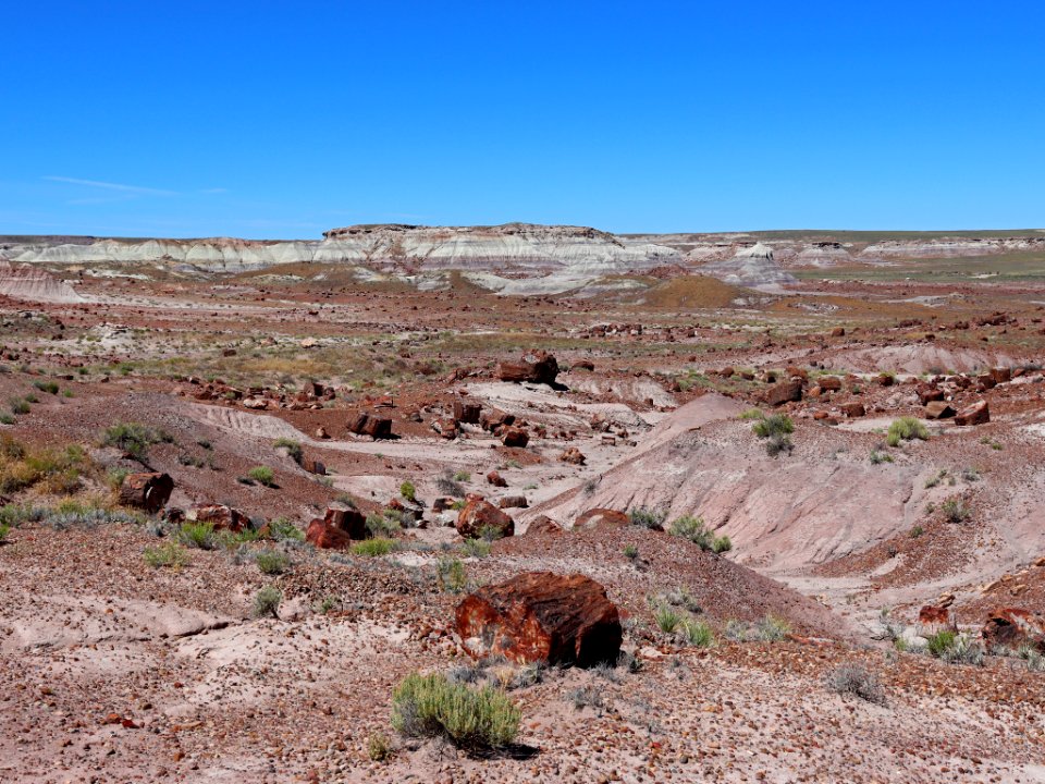 Petrified Forest NP in AZ