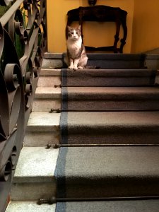 He Who Watches Over Villa Ganz