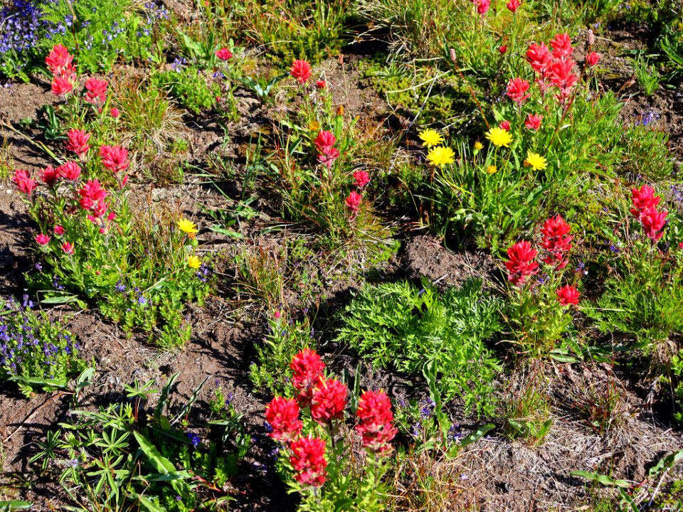 Goat Rocks Wilderness in WA