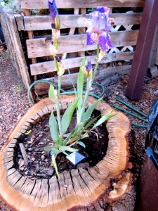 From Oak to Flowering Iris