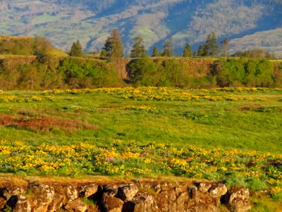 Rowena Crest in OR photo