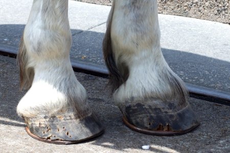 Oim My Aching Hooves