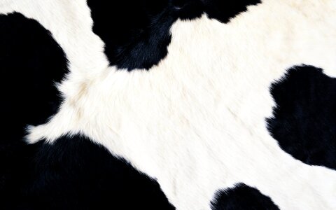 Animal fur texture