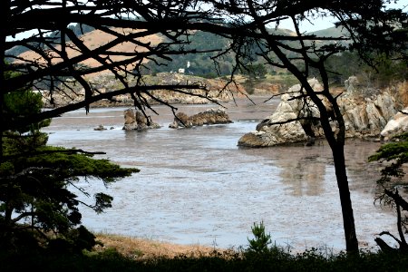 Branches Frame Point Lobos