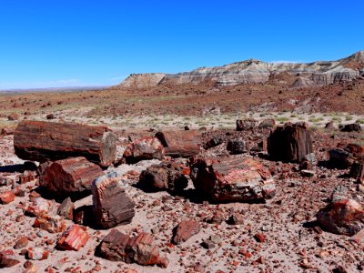 Petrified Forest NP in AZ photo