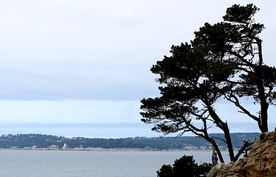 Point Lobos Profile