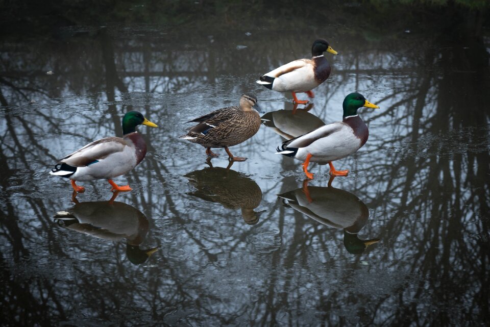Animal bird waterbird