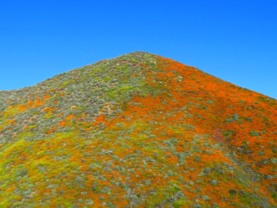 Wildflowers at Walker Canyon in CA