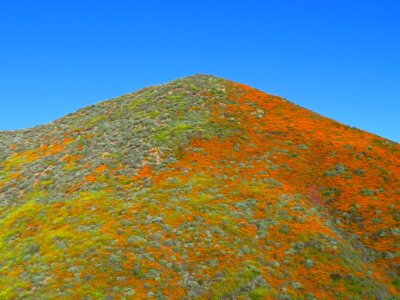 Wildflowers at Walker Canyon in CA