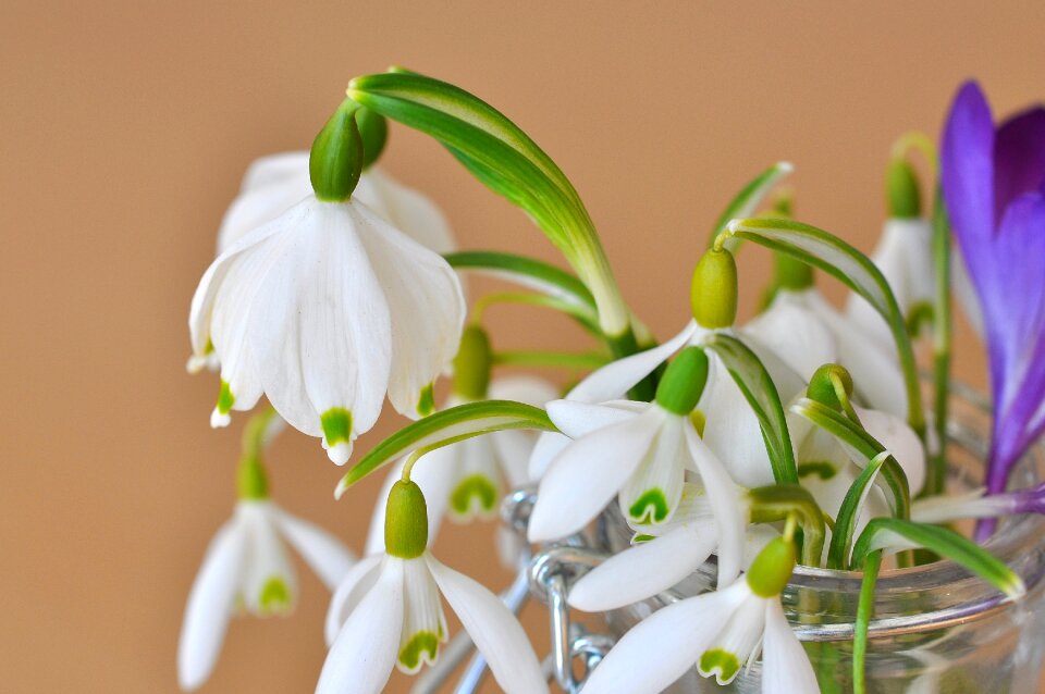 Flower plant flowers