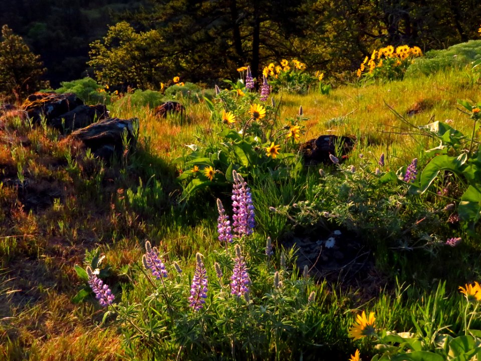 Rowena Crest in OR