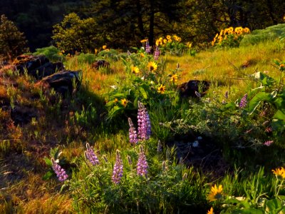 Rowena Crest in OR photo