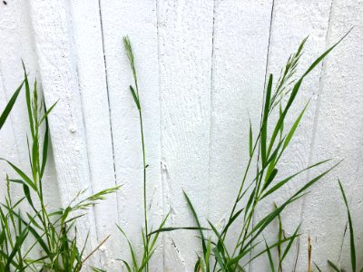 Tall As The Alley Grass