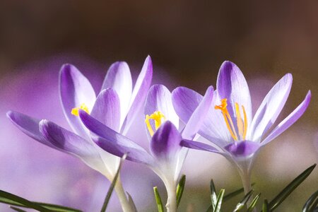 Spring crocus flower blossom