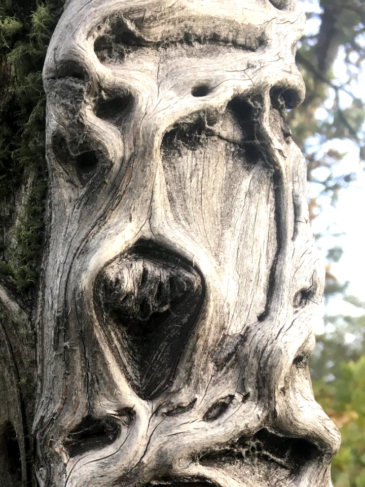 The Manzanita Scream