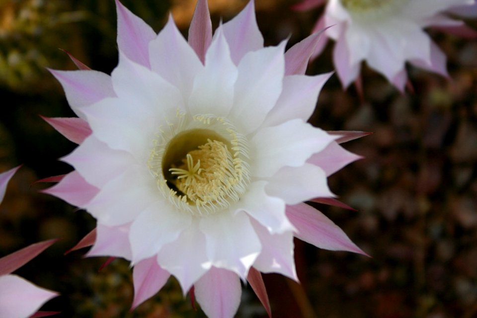 Top Down Ceres