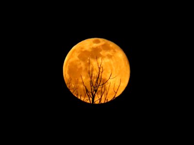 Full Worm Supermoon in Vancouver, WA photo