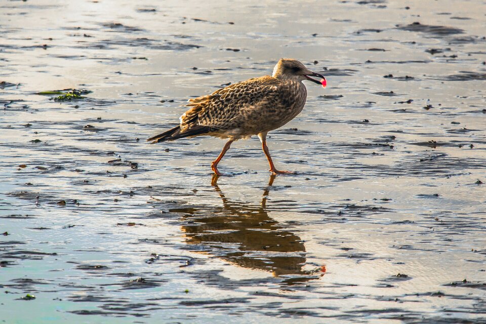 Seagull birds nature