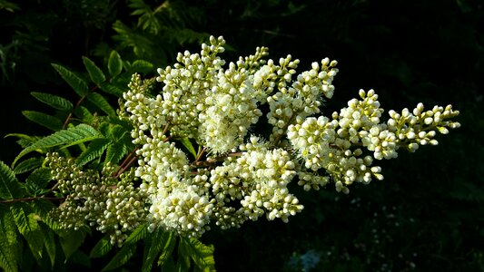 Acacia blossom mourning