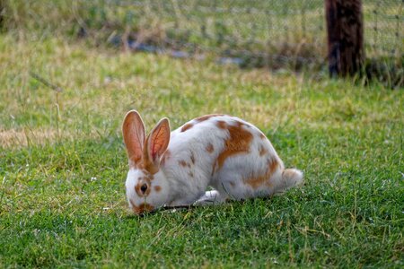 Grass mammal animal photo