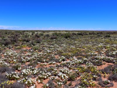 Landscape with Wildflowers in AZ