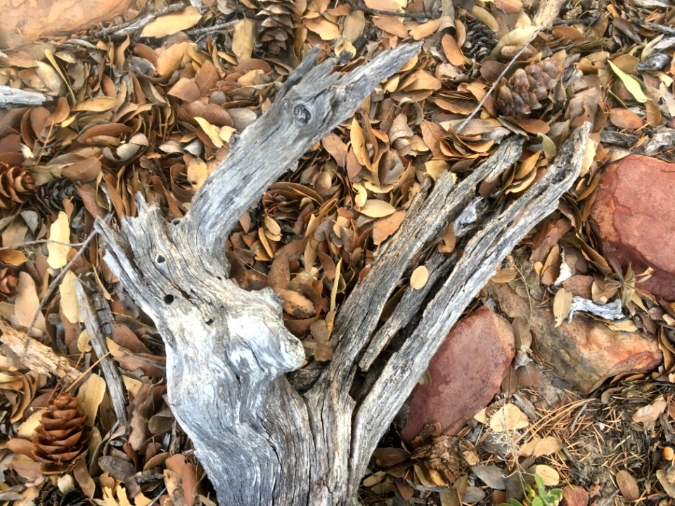 Forest Still Life