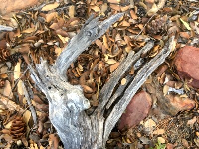 Forest Still Life