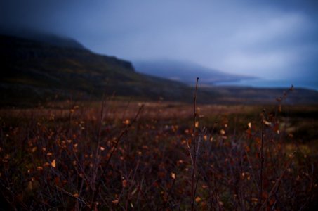 Skálanes birch