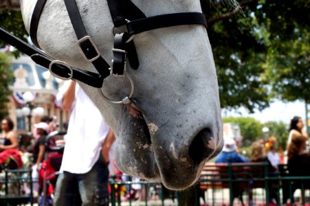 A Horse is a Horse