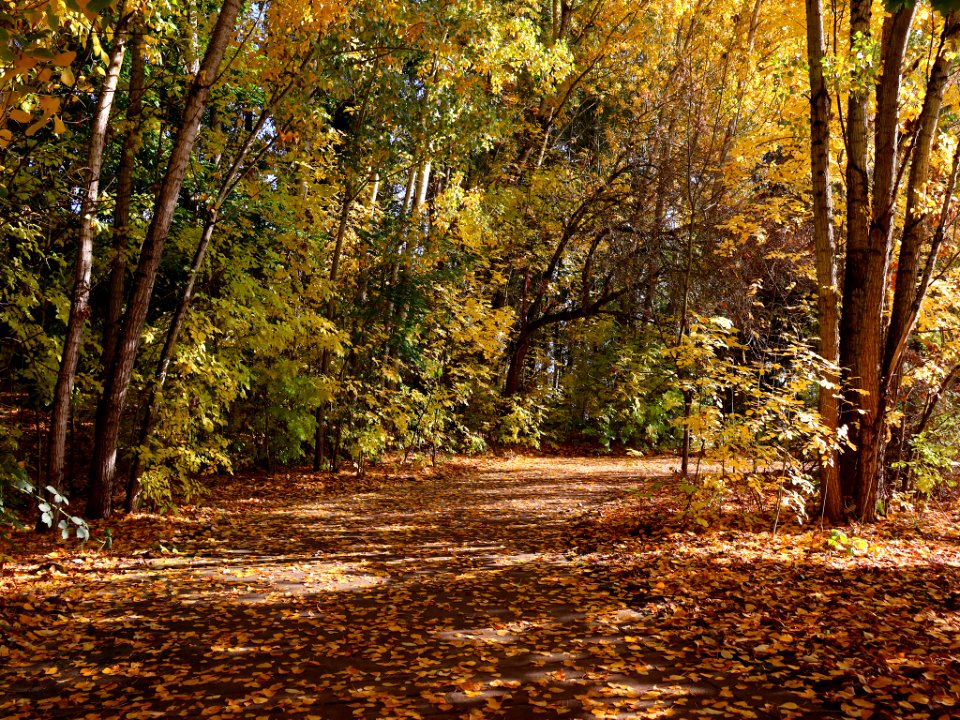 Fall Season at Wintler Park in Vancouver, WA