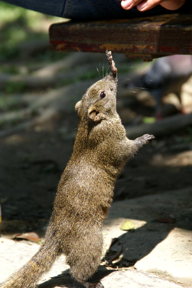 Wild cute rodent