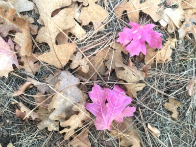 Maple and Oak Sharing Memories