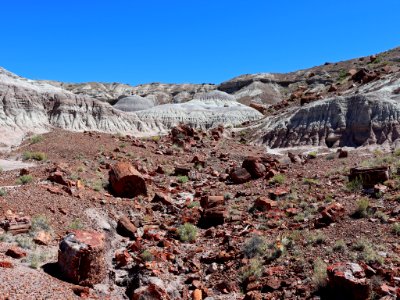Petrified Forest NP in AZ photo