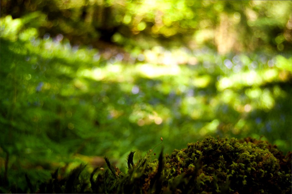 Moss and bluebells