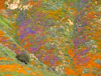 Wildflowers at Walker Canyon in CA photo