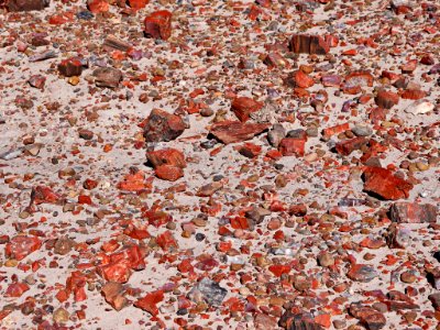 Petrified Forest NP in AZ photo