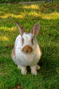 Grass mammal animal photo