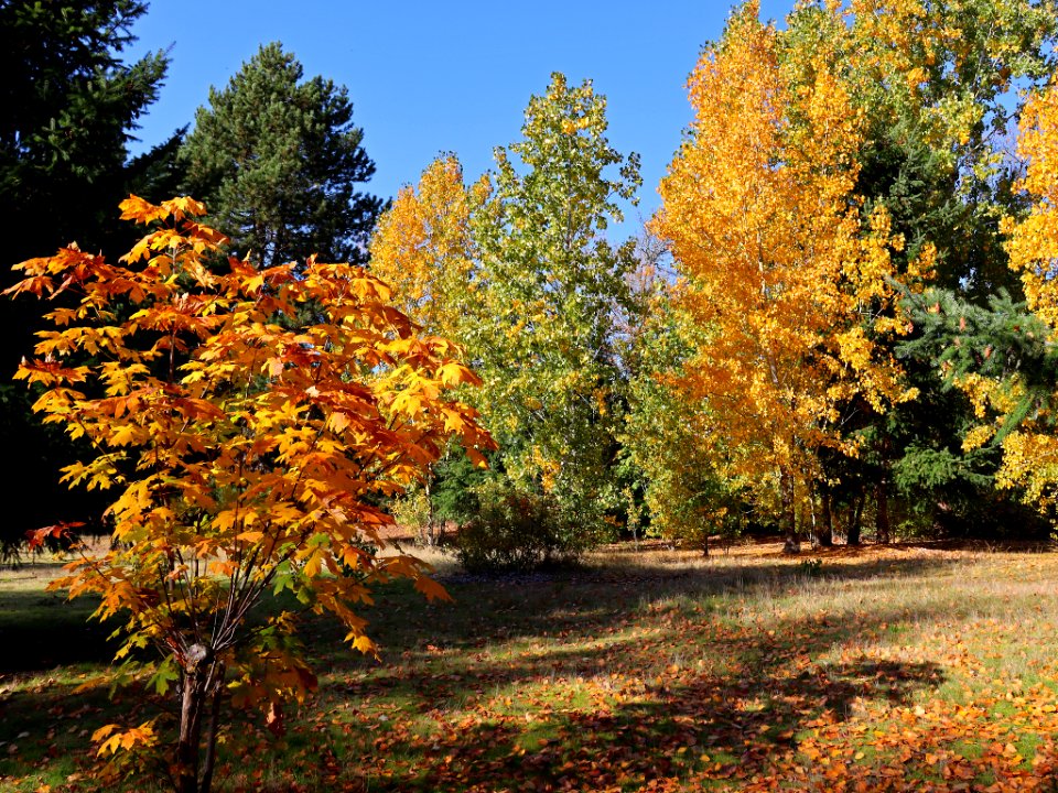 Fall Season at Wintler Park in Vancouver, WA