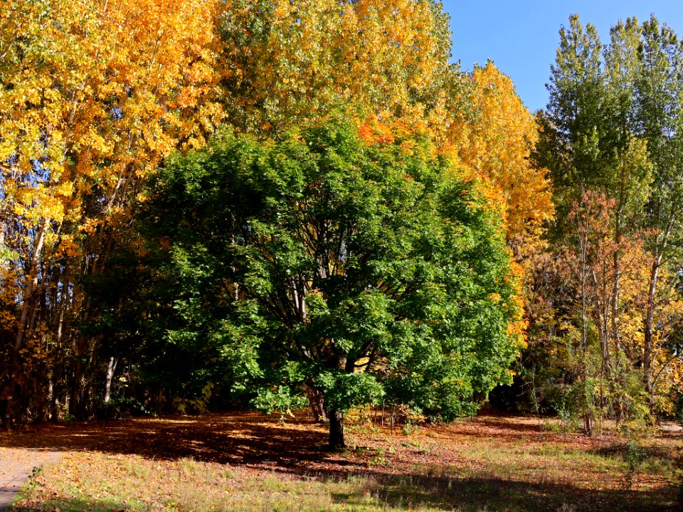 Fall Season at Wintler Park in Vancouver, WA