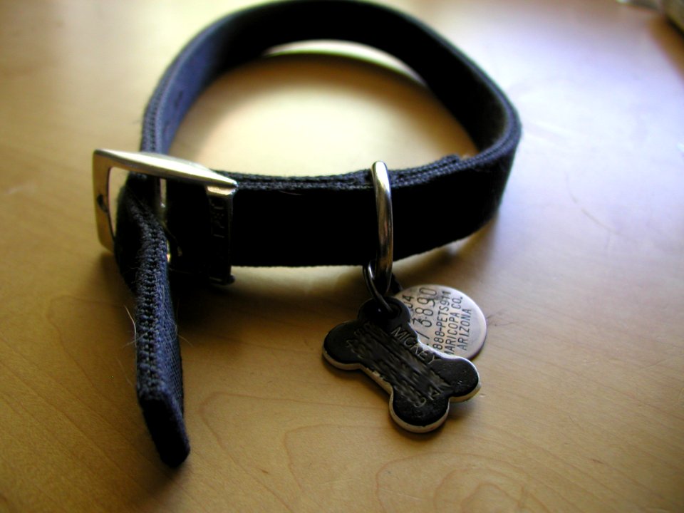 Mickey's Empty Collar